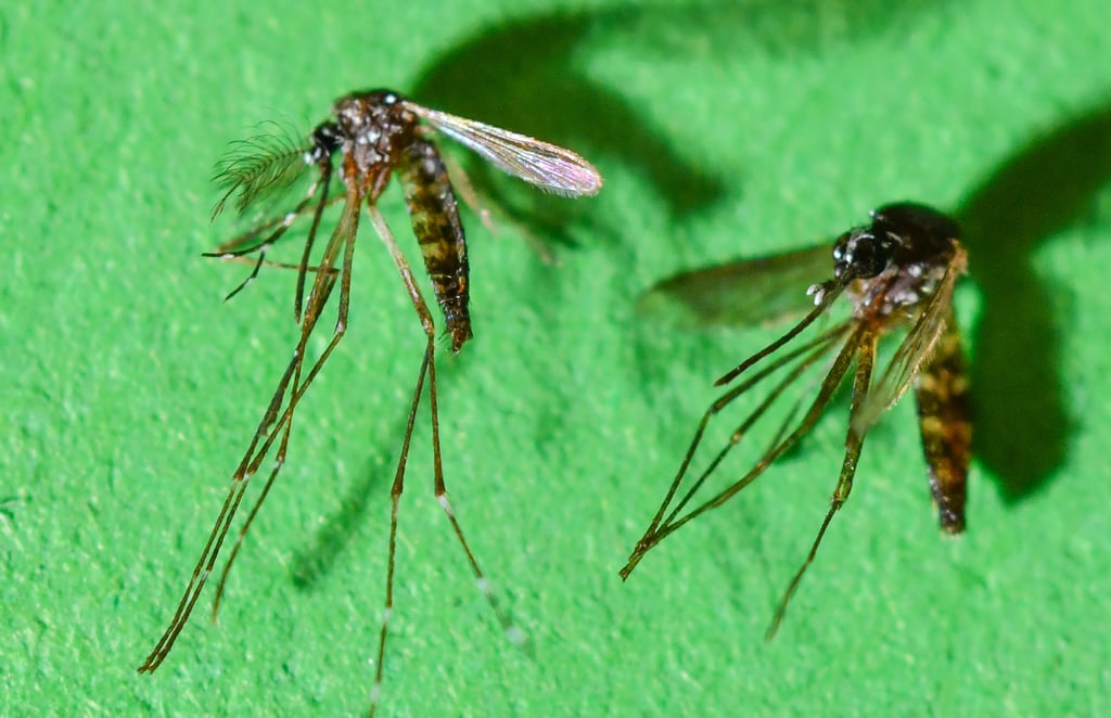 The disease is transmitted through bites from the Asian tiger mosquito. Photo: zb/dpa