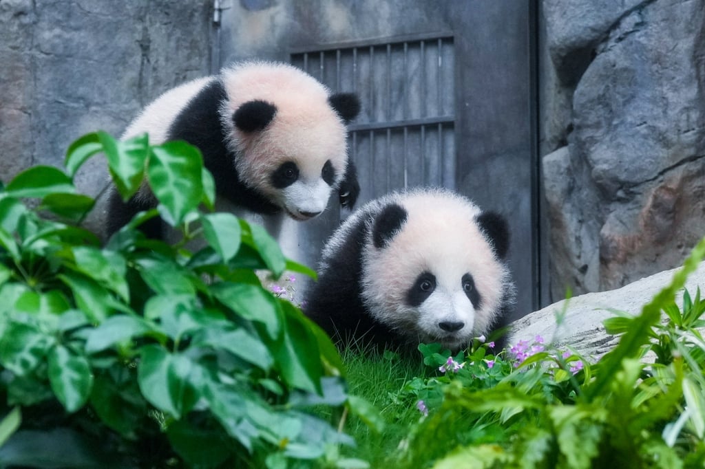 The cubs, Jia Jia and De De, are the first to be born in Hong Kong. Photo: May Tse