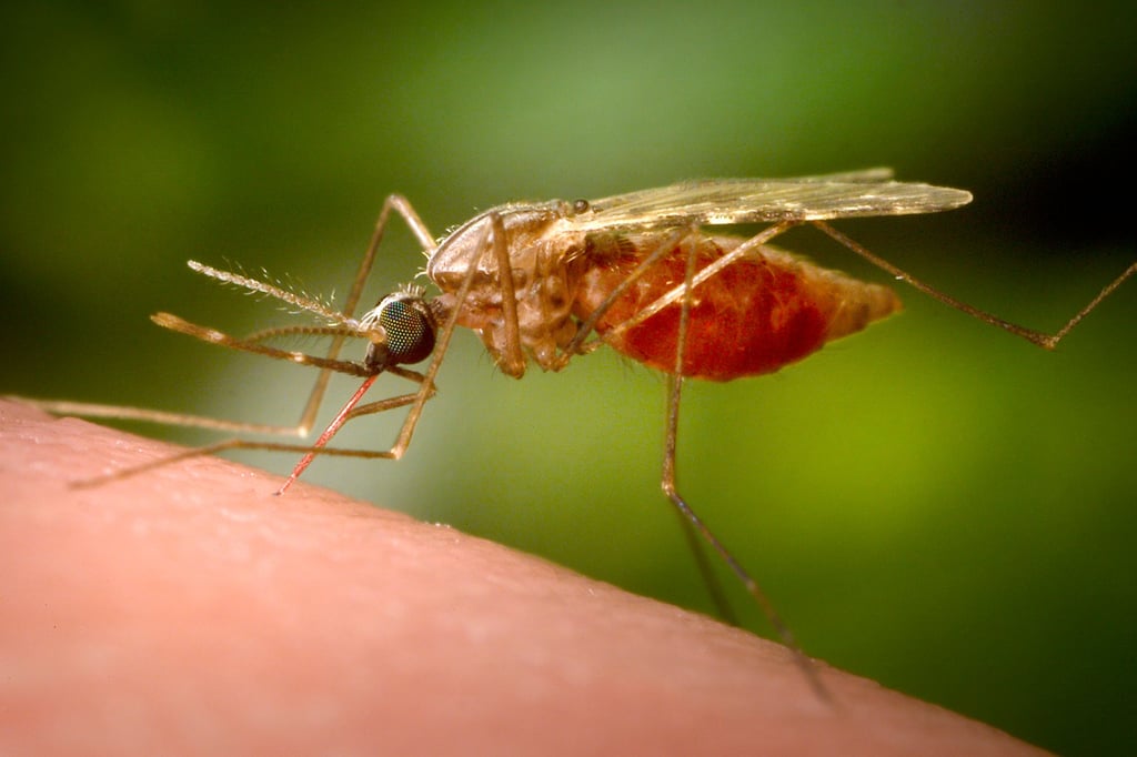 Chikungunya fever is a viral disease transmitted by mosquitoes. Photo: AP