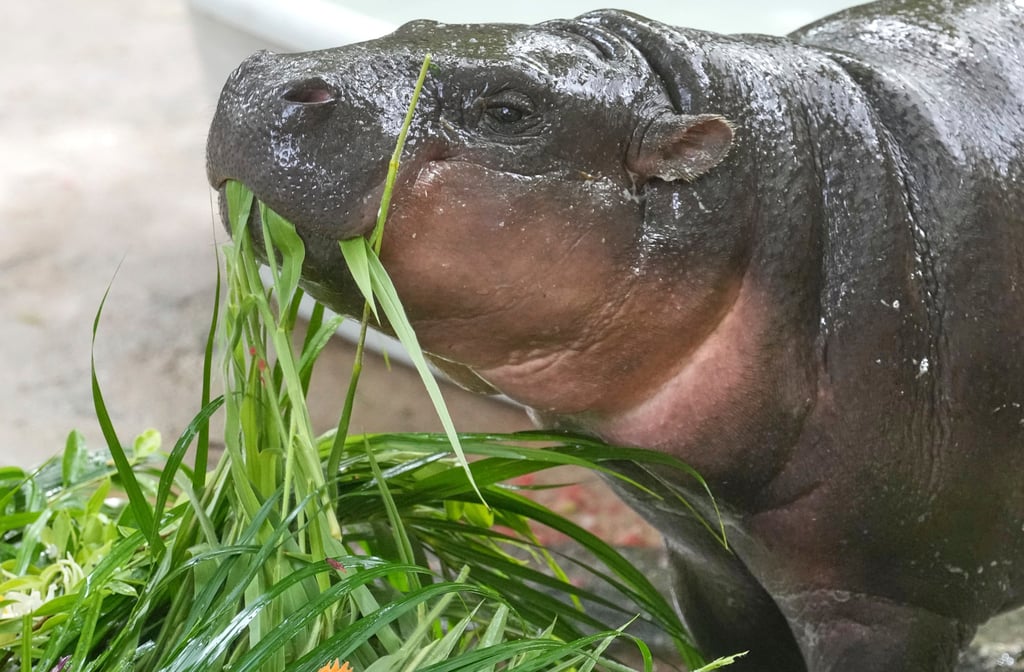 Moo Deng eats fruits and vegetables presented for her first birthday celebration at the Khao Kheow Open Zoo on July 10. Photo: AP