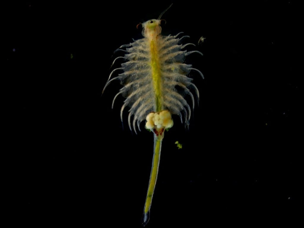 The shrimp is among the oldest surviving species on Earth, going back about 400 million years. Photo: Handout