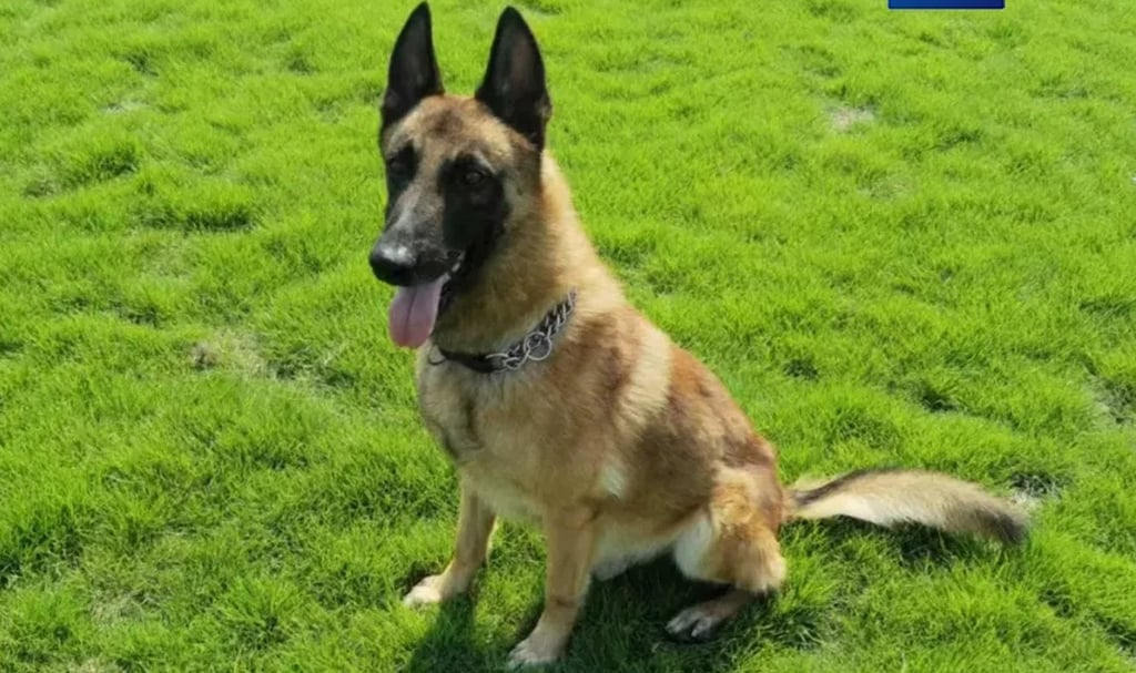 Belgian Malinois Matt started off stubborn but matured into a focused patrol dog. Photo: Handout