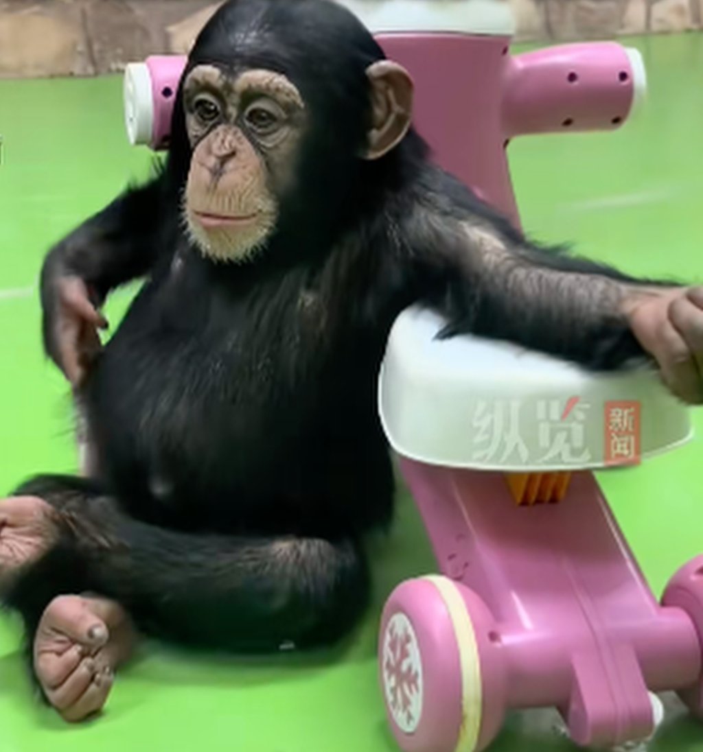 Ding Ding has already endeared himself to zoo visitors with his humanlike behaviour. Photo: Douyin