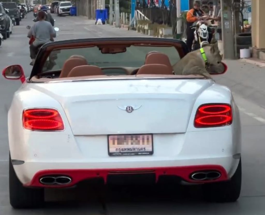 A pet lion cub sits in the back of a convertible Bentley in Pattaya, Thailand. Photo: Facebook/Madamannudon