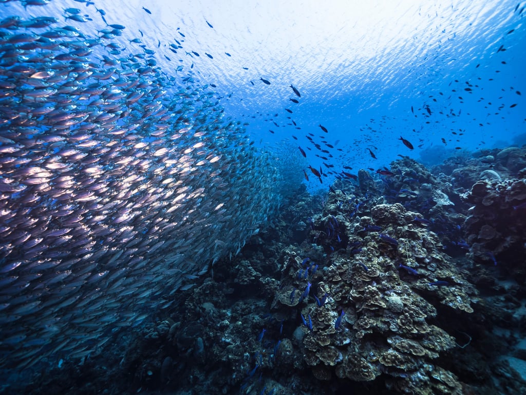Ocean fronts create areas where the exchange of energy and nutrients is stronger than elsewhere in the ocean. Photo: Shutterstock