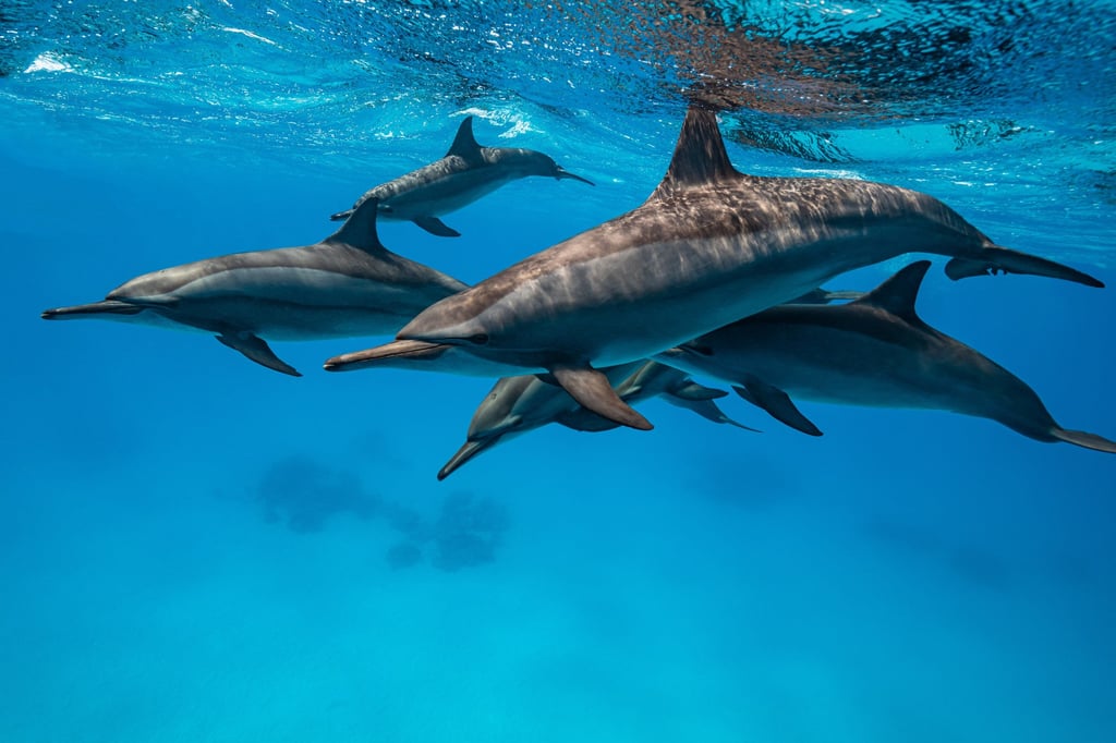 A pod of spinner dolphins in the Red Sea off Egypt. Photo: Shutterstock