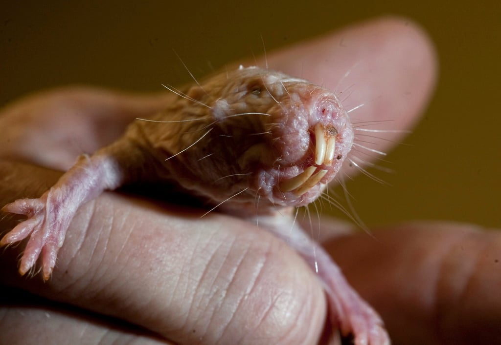 Naked mole-rats not only have a long lifespan, but are also extremely resistant to cancer and age-related issues. Photo: Tribune News Service via Getty Images