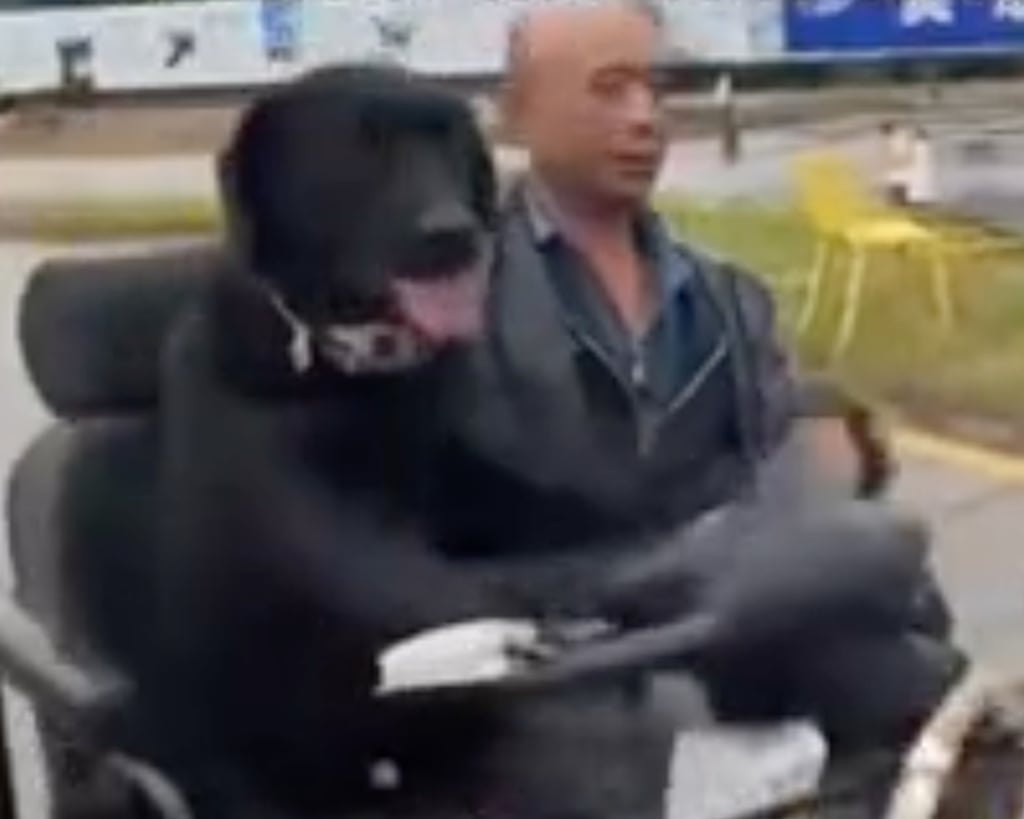 Wanzi the black Labrador enjoys being at the wheel of the scooter alongside his owner. Photo: Douyin