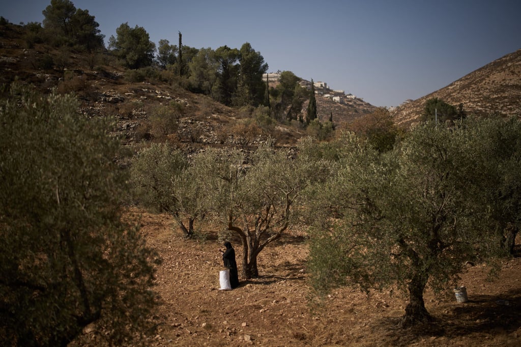 A Palestinian woman collects grass during the olive harvest on a roadside area in the West Bank village of Sa’ir, near Hebron, on Thursday. Photo: AP