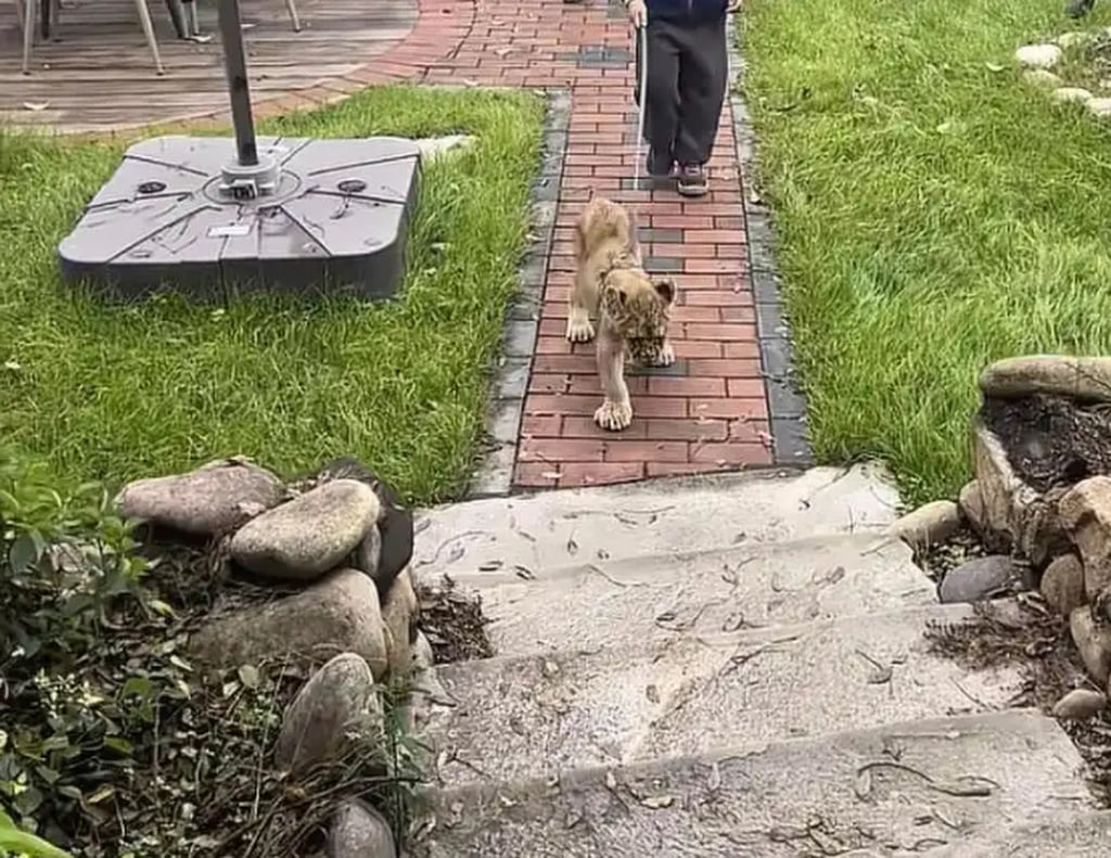 A lion cub on a leash with its keeper approaches one of the hotel’s rooms. Photo: Baidu