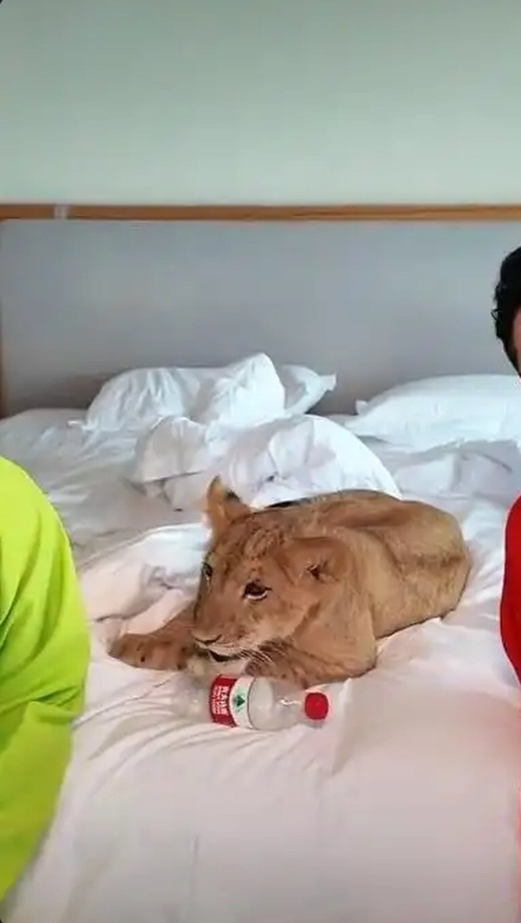 A little big cat plays on unkempt bedclothes as it performs its morning call duties. Photo: Baidu