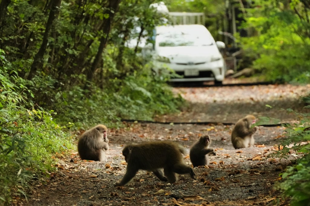Monkeys eat nuts in a residential area in Azumino, central Japan. Photo: AP