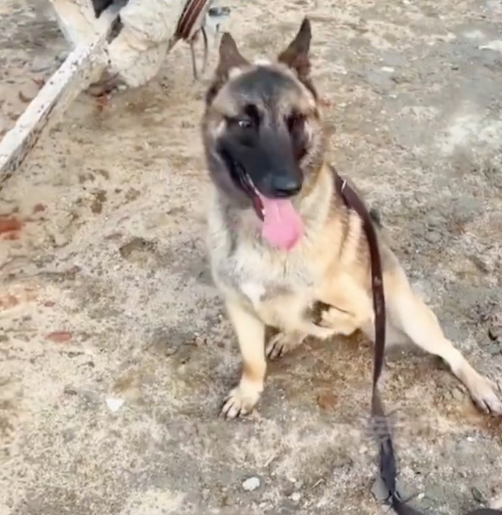 Barton confounded the veterinarians who recommended he be put down by passing the examination to become a police dog. Photo: Weibo