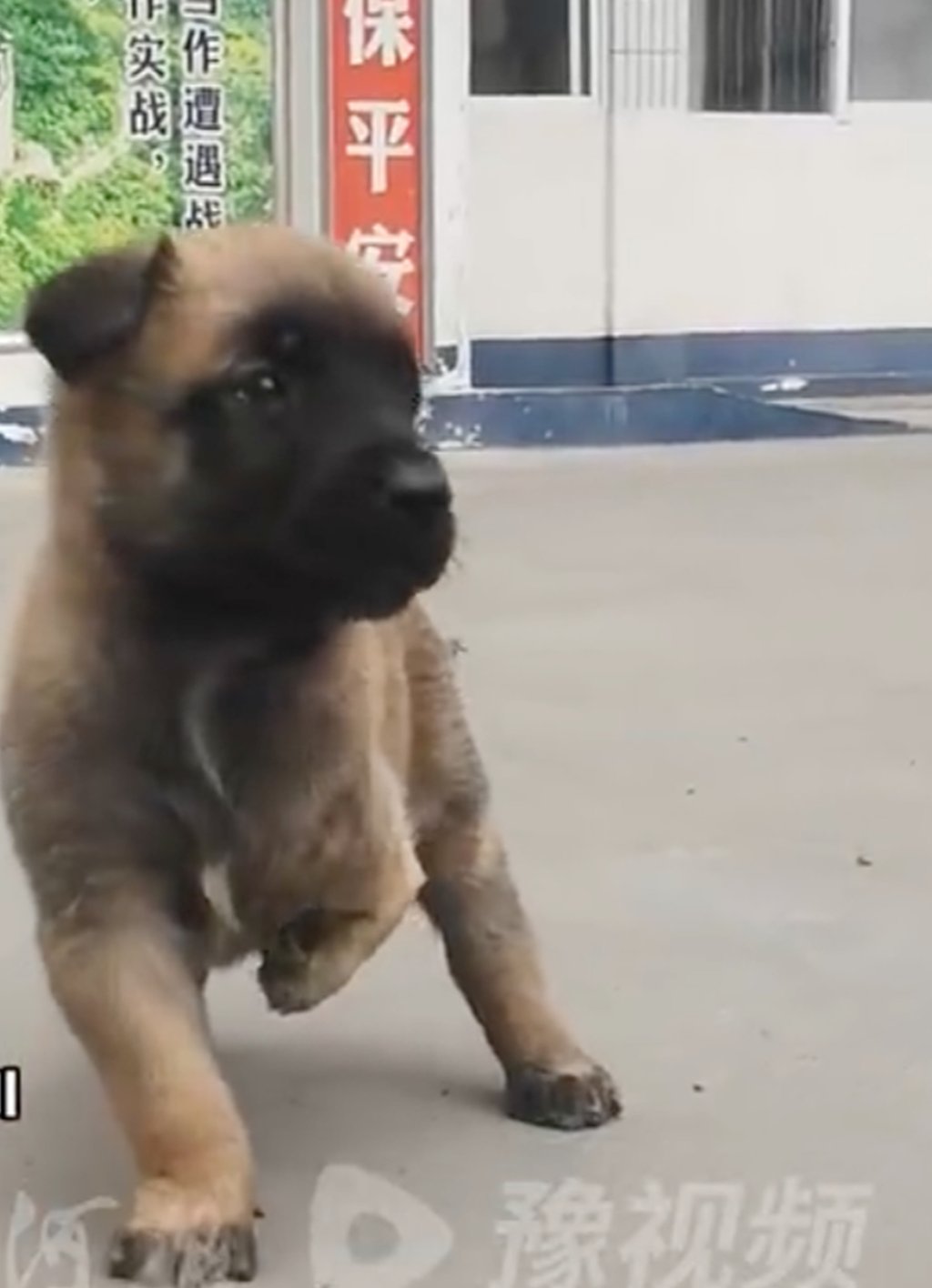 Barton, the Belgian Malinois, as a puppy. He was born with a congenital defect in his left leg. Photo: Weibo