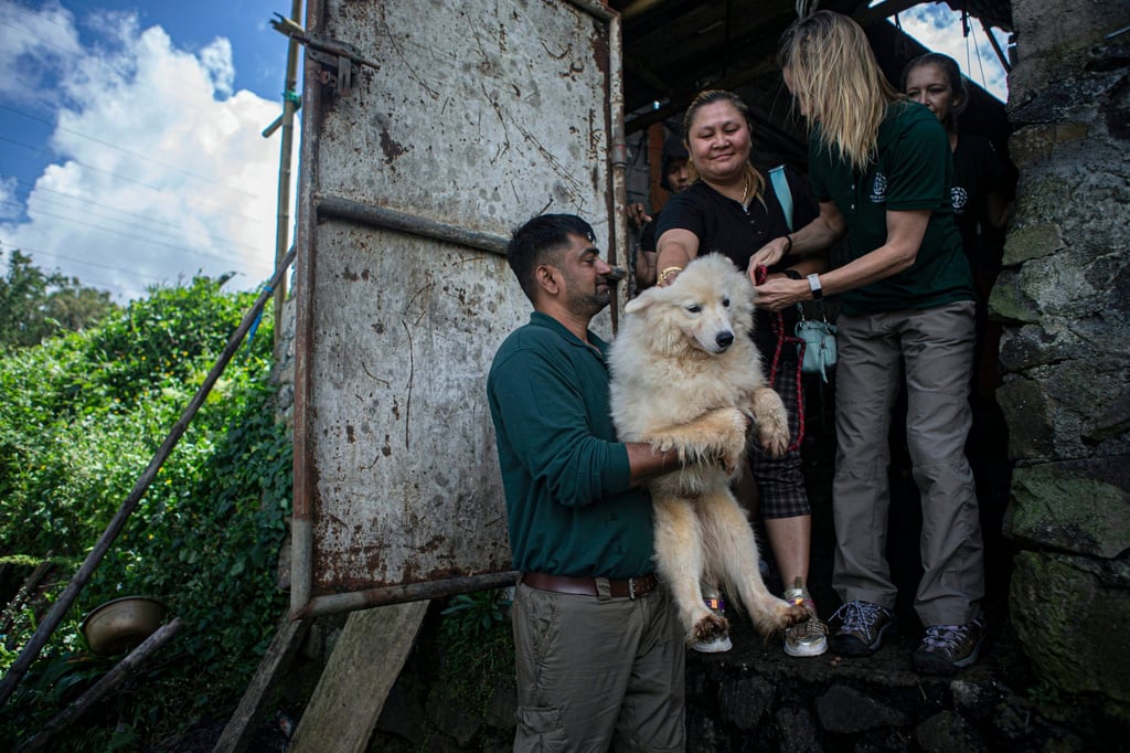 A member of an anti-animal-cruelty group carries a dog from a slaughterhouse in Tomohon, North Sulawesi, Indonesia, in 2023. Photo: AP