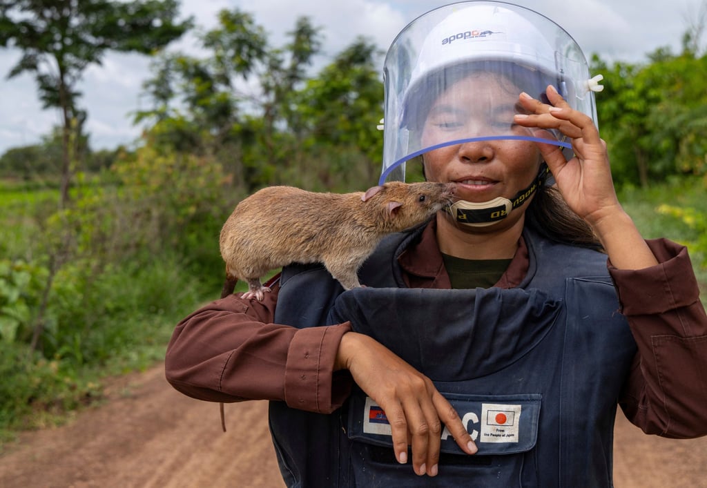 A rat handler with a humanitarian de-mining organisation carries a mine-detecting rat back from a field in Siem Reap, Cambodia, in June. The animals are often used to help clear areas of landmines. Photo: AP