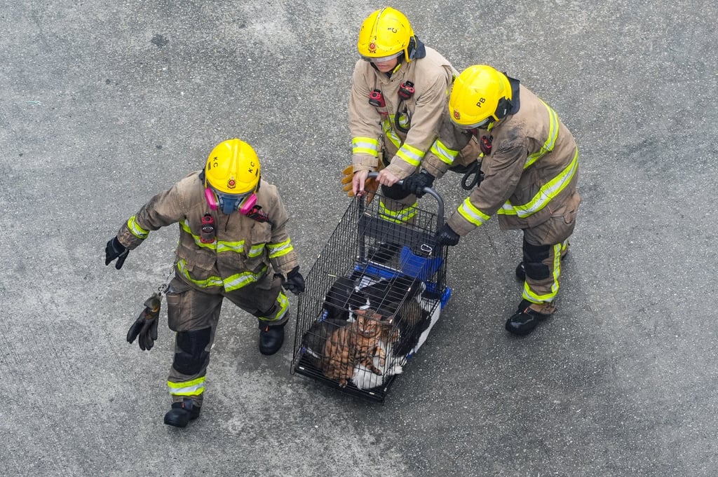 Animals are taken to safety on Thursday. Photo: Eugene Lee