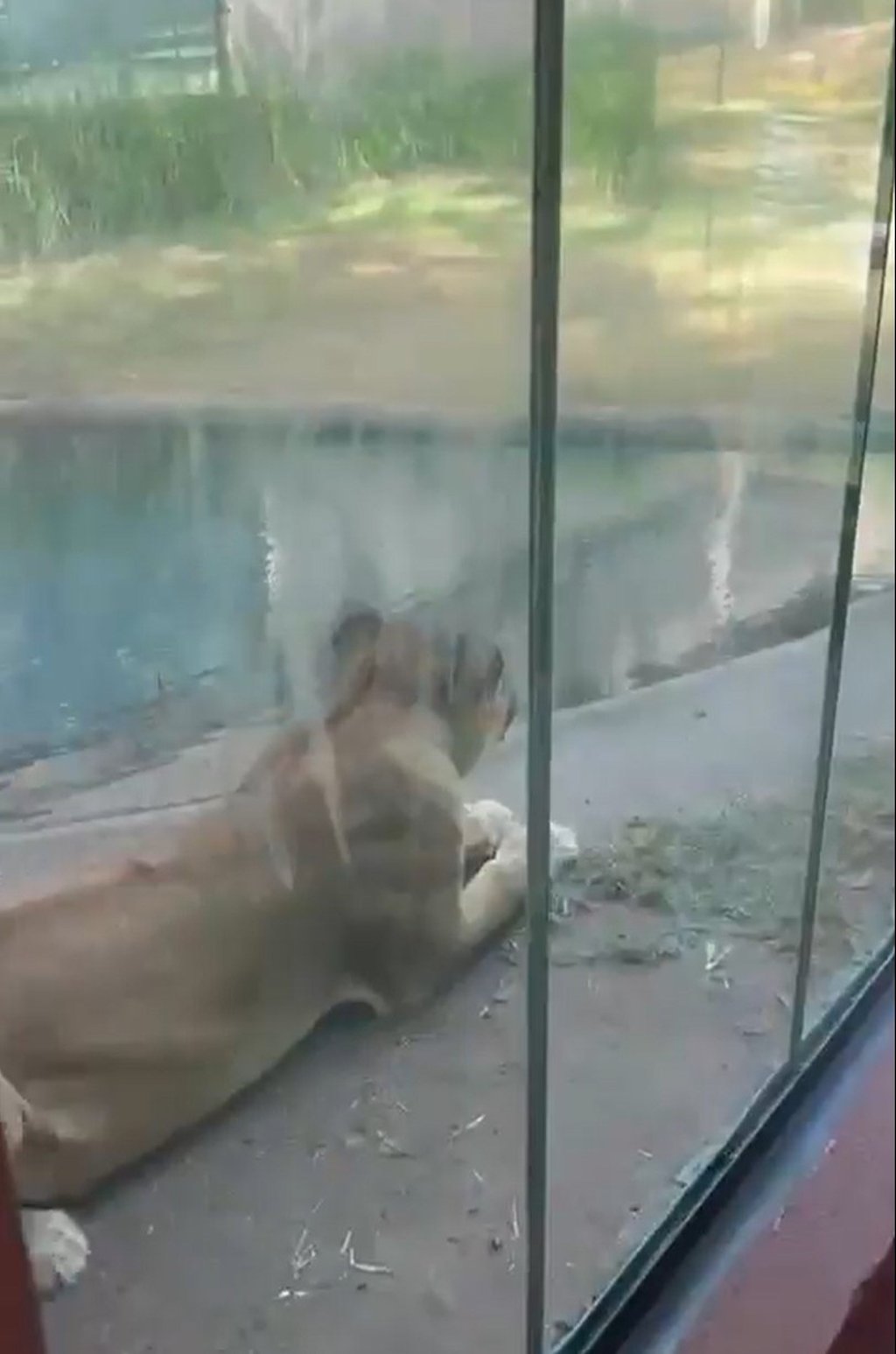 The lioness, Leona, lying next to the glass separating her from visitors before the attack. Photo: X @CPreparado