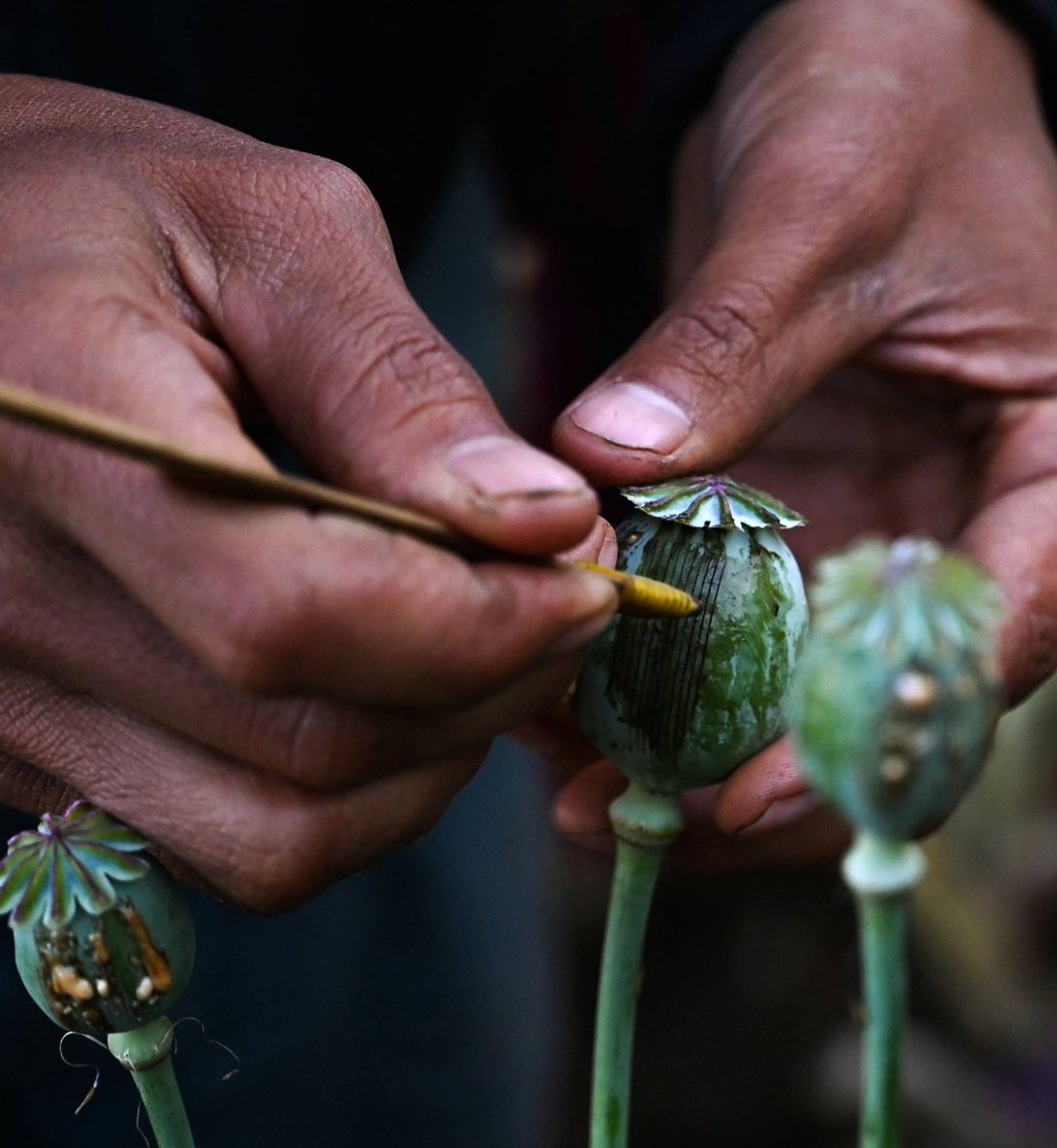 A man scores pods at an illegal poppy field in Hopong, Myanmar’s Shan state. Photo: AFP
