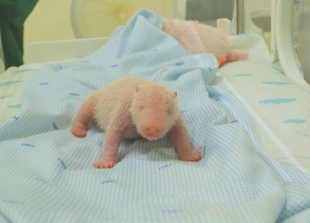 Satrio Wiratama, the newborn cub. Photo: Taman Safari Indonesia via AP