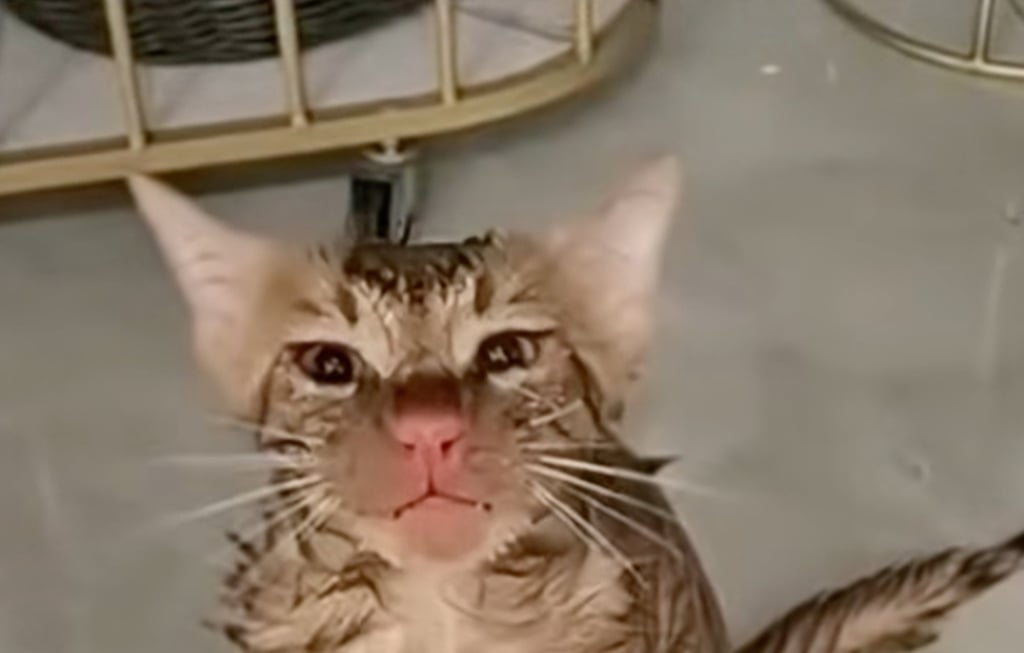 Mischievous moggie Jintiao’s only “injury” was a bright red nose after his ordeal. Photo: Douyin