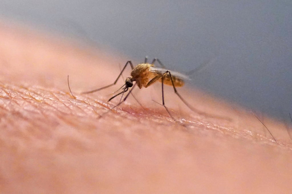 Five of the 10 local chikungunya fever cases involve people who visited the Tsing Yi Nature Trails. Photo: AP