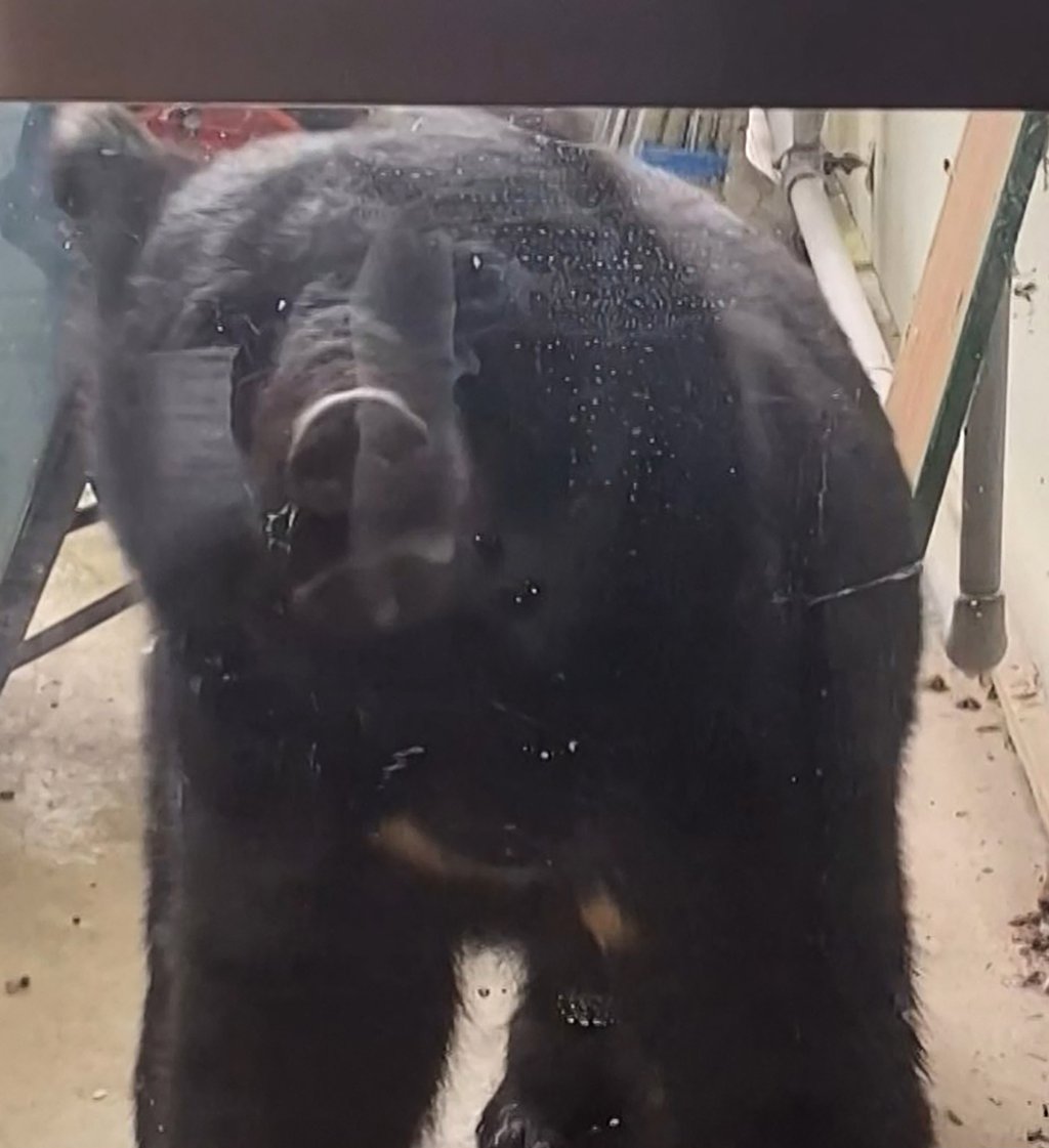 A bear outside a nursery school in Hanamaki, Iwate prefecture, Japan, while around 40 children were inside in October. Photo: AFP