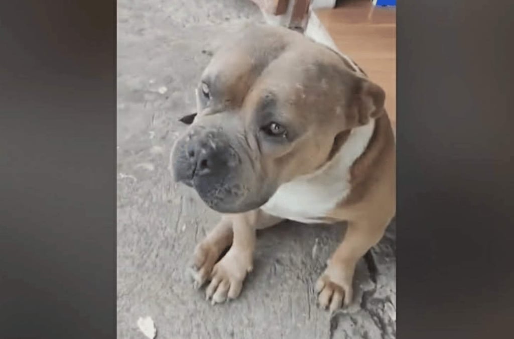 Viral footage of Axle’s death has caused widespread outrage in the Philippines. Photo: Handout