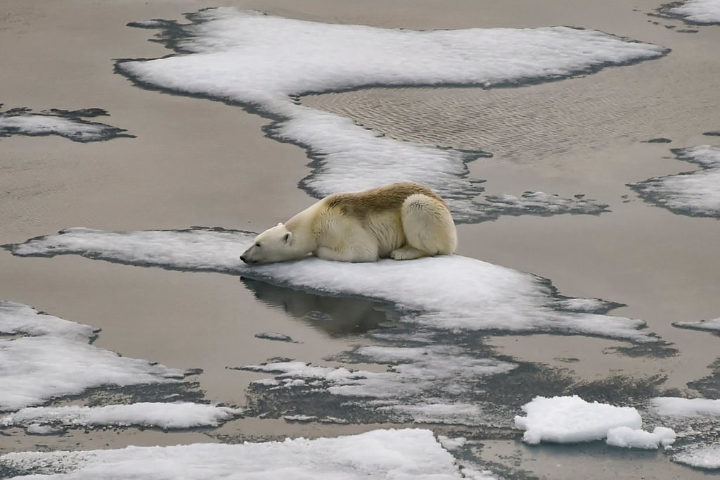 A polar bear is seen on ice floes in the British Channel in the Franz Josef Land archipelago in August 2021. Photo: AFP