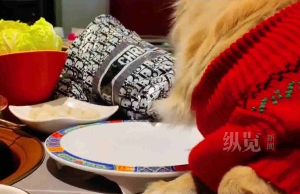 The hungry dog sits poised over a plate with its paws on the table. Photo: QQ.com
