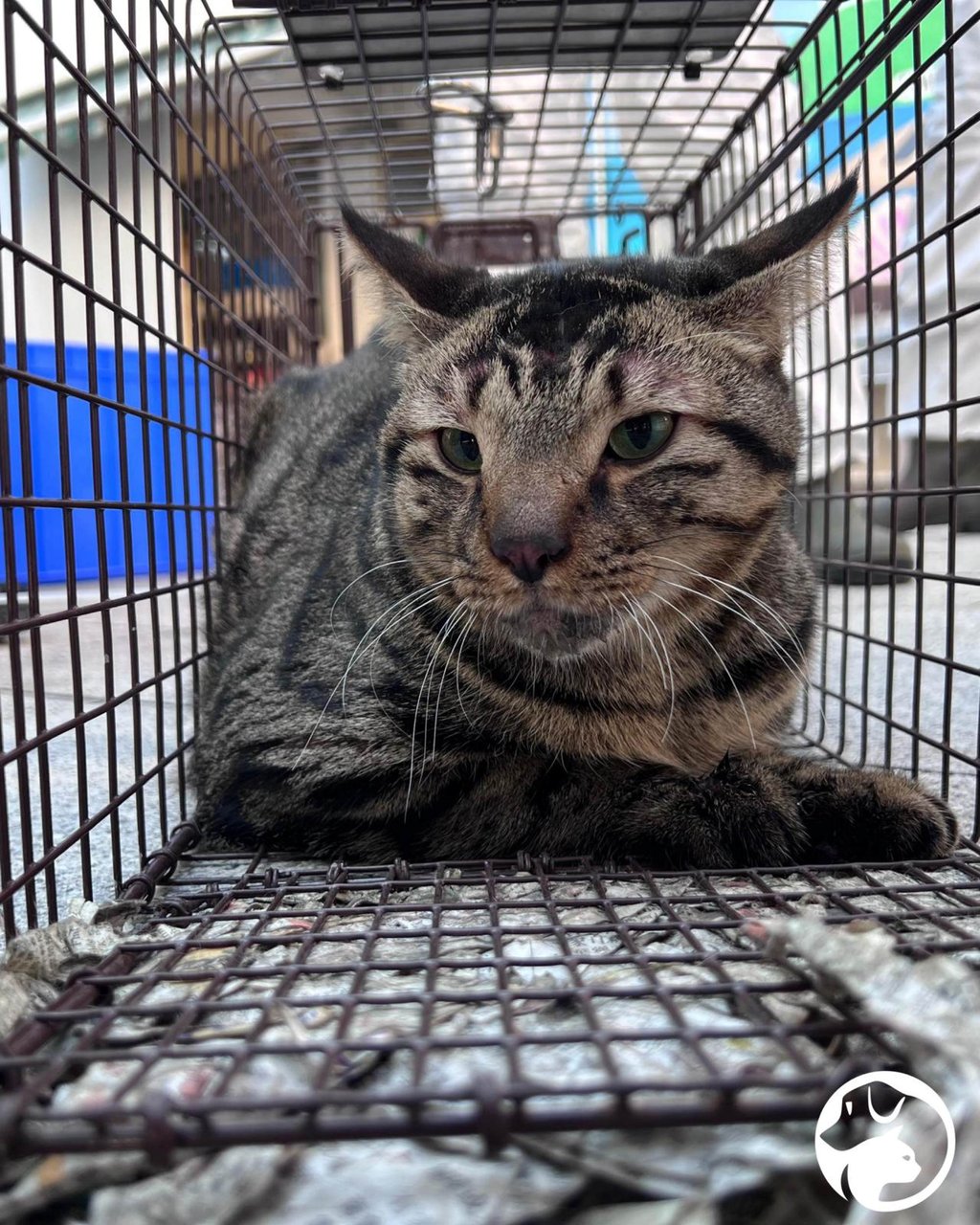 At least two pet cats have been found alive at the Wang Fuk Court fire site in Tai Po about a month after the inferno, according to the SPCA. Photo: Handout