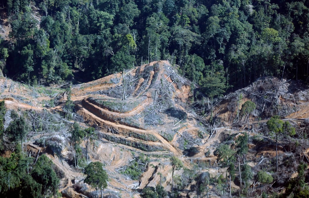 Sumatran mountains are deforested to make way for oil palm plantations. Photo: EPA