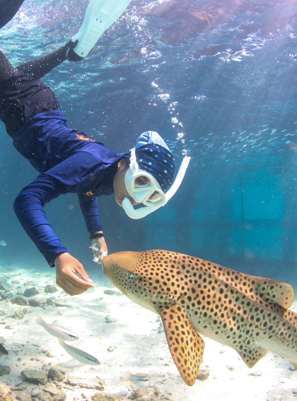 A shark nanny feeds a juvenile Indo-Pacific leopard shark inside a sea pen ahead of its release into the wild on December 6, 2025. Photo: Reuters