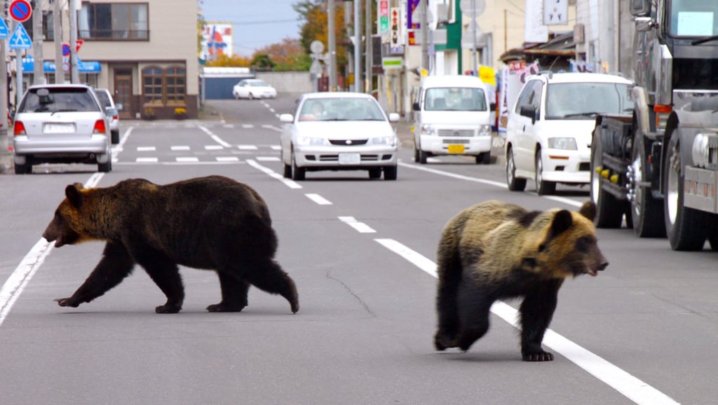 Two bears walking down the street in Shari town in Japan’s northern island of Hokkaido in 2010. Photo: AFP