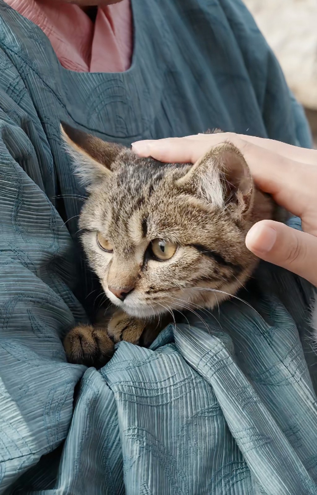 In a recreated scene from ancient times, a man holds a cat as it is stroked. Photo: RedNote