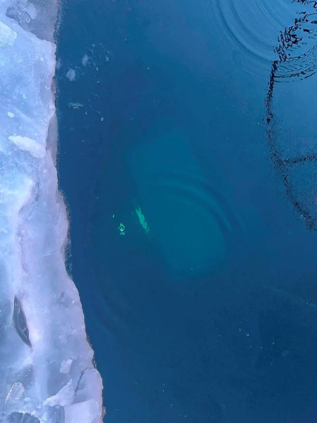 A tour bus that plunged into the ice‑covered waters of Lake Baikal is seen on the lake bed on Friday. Photo: Russia’s Investigative Committee in Irkutsk Region via Reuters