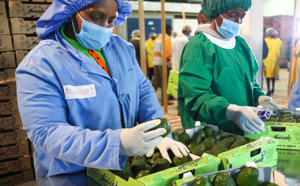 Workers put fresh avocados into boxes at a factory in Limuru, Kiambu county, Kenya, on August 2, 2022. Photo: Xinhua