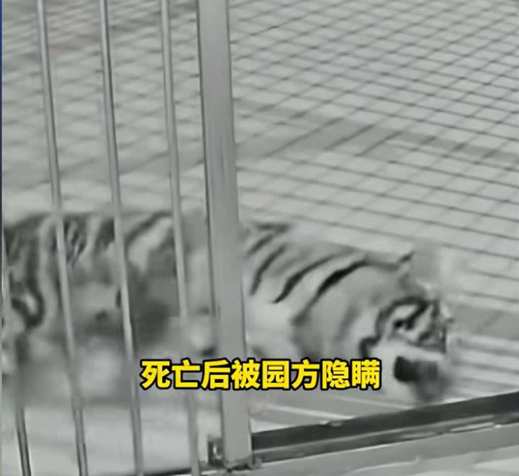 Nuannuan, the Siberian tiger which is at the centre of the animal park row. Photo: Douyin