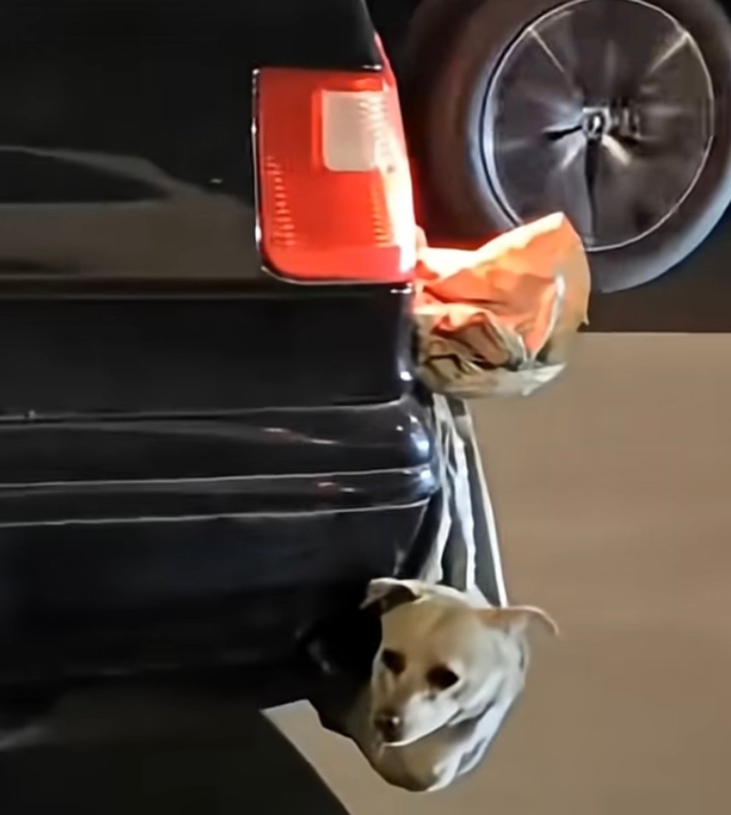 Another pet dog is seen after being shoved into a bag and slung from the back of a car. Photo: YouTube