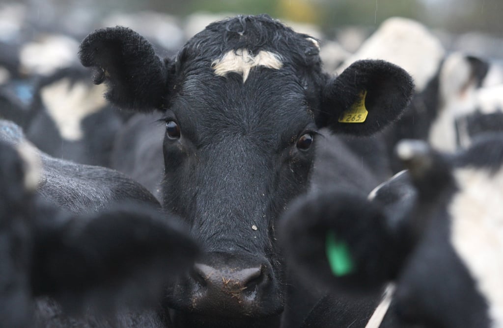 Cows walk out of the milking shed on a dairy farm at Opiki, Manawatu. Photo: NZME