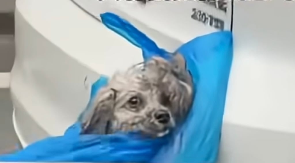 The terrified-looking animal above was put inside a blue bag and tied to a car. Photo: YouTube