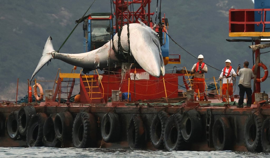 The new centre is set to showcase the skeleton of the Bryde’s whale that washed ashore in Sai Kung in 2023. Photo: May Tse