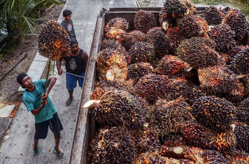 Workers in Indonesia transfer harvested palm oil fruits onto a truck to be processed into palm oil. Photo: AFP