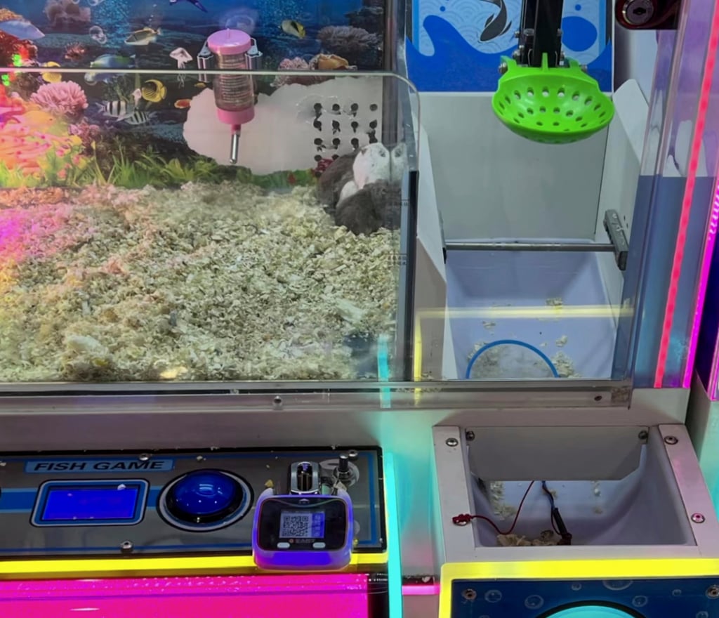 Images captured from surveillance footage clearly show the hamsters, centre, cowering in the corner of the claw machine. Photo: www.nfnews.com