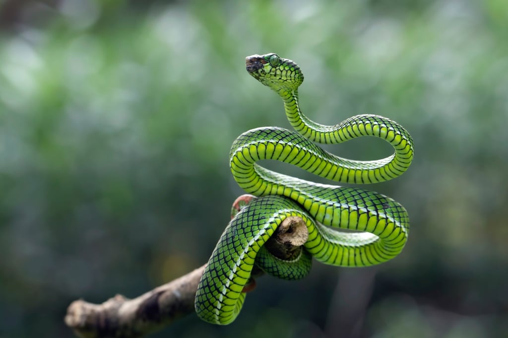 Trimeresurus calamitas, above, positioned defensively on a branch, is a venomous, arboreal snake. Snakes are surging in popularity as pets across China, with an estimated 17.07 million Chinese citizens now keep exotic pets. Photo: Shutterstock