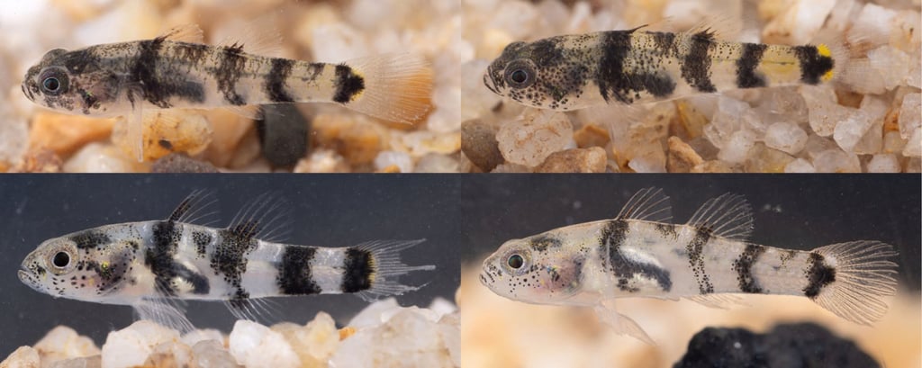 The Brachygobius jennie, or Jennie’s Bumblebee Goby, is a tiny black-and-yellow fish shorter than an average human fingernail. Photo: Handout