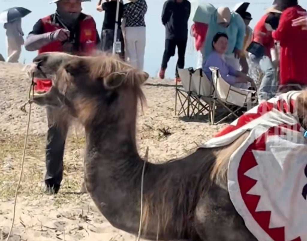 The incident gained attention on social media after a blogger shared a video of the suffering animal on June 15. Photo: RedNote