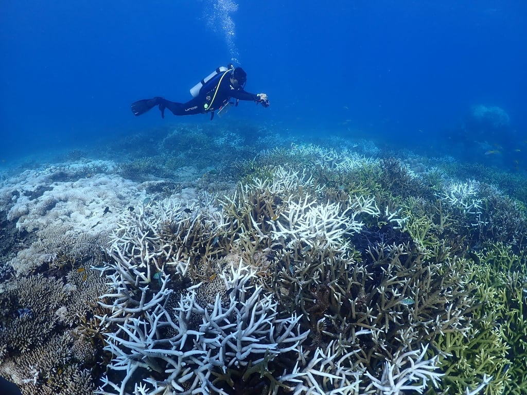A diver documents the extent of coral bleaching in a reef in one of the areas surveyed by Reef Check Malaysia. Photo: Reef Check Malaysia