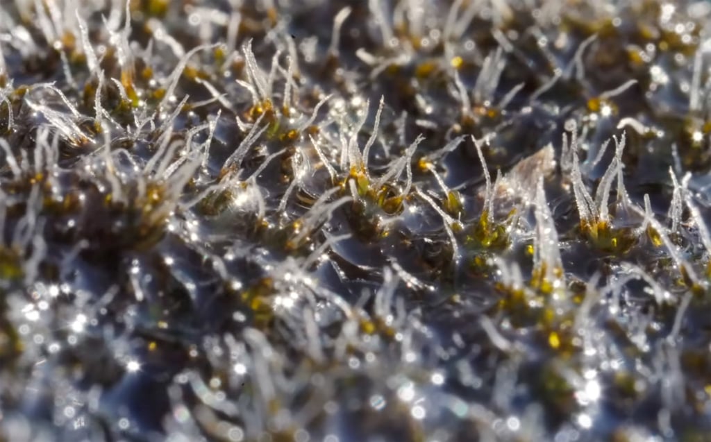Syntrichia caninervis, a desert moss, is sometimes referred to as “space moss”. It can survive desiccation and freezing. Photo: CGTN