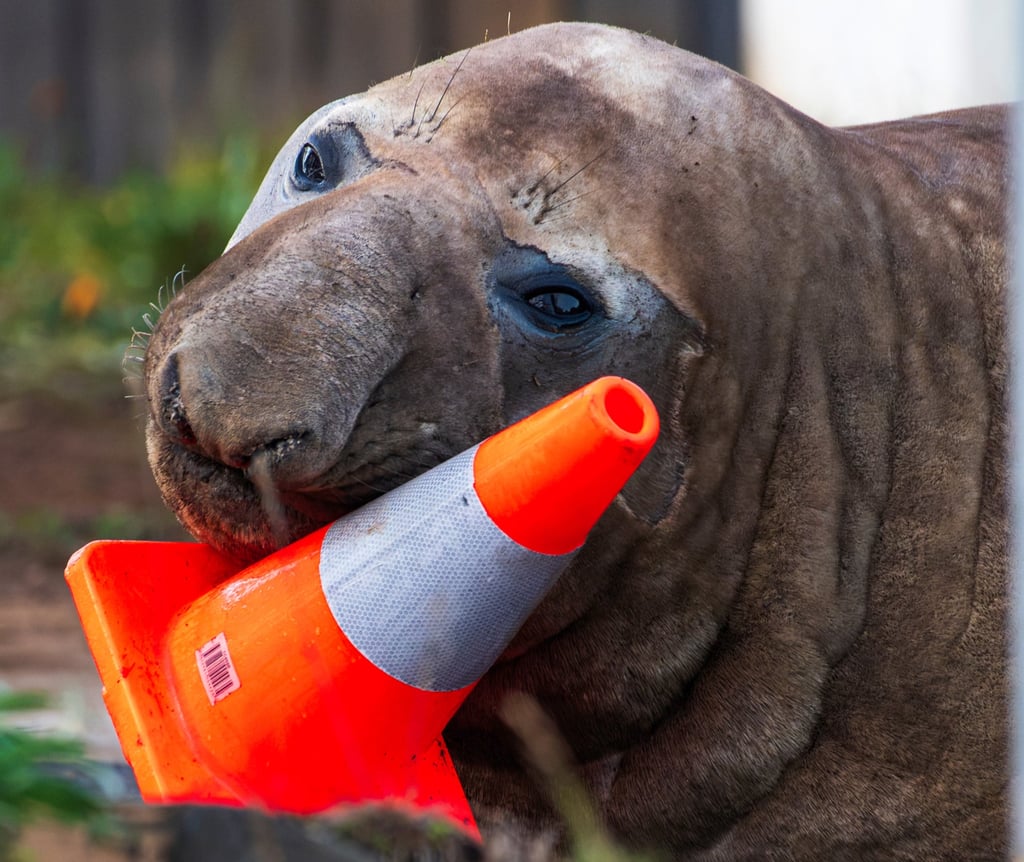 Neil the seal plays with a traffic cone in Tasmania on Saturday. Photo: Sam Volker Photography/AP